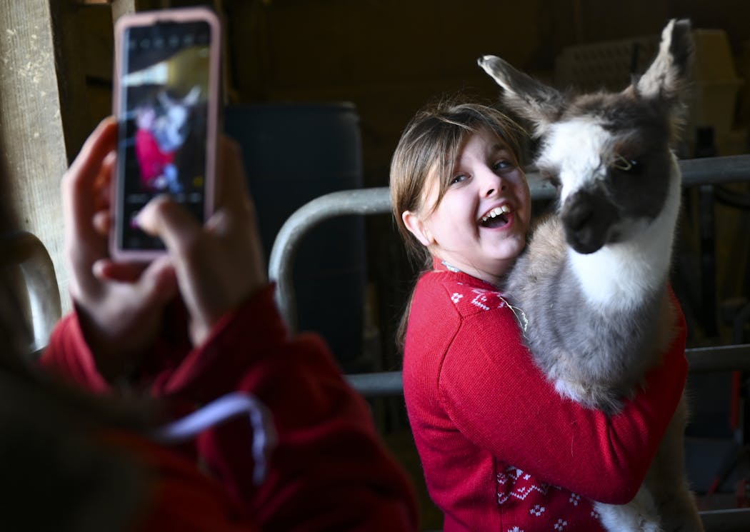 Mary Hugger took a photo of her daughter, Grace, 12, as she held a cria, a baby llama, while visiting Carlson's Llovable Llamas.