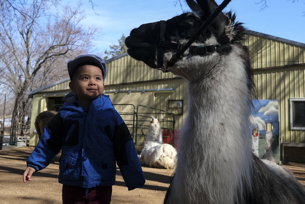 Andrew Maung, 2, of Elk River, looked up at Zorro, one of the llamas at Carlson's Llovable Llamas, while visiting with his parents.