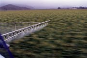 This file photo shows cropdusting a field of corn in Camarillo, Calif., in a 2001 file image. (Carlos Chavez/Los Angeles Times/TNS)