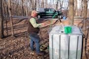 John Weyrauch pumped maple sap from a vat to a similar vat in the back of his pickup. Weyrauch’s vacuum tube system has made collecting sap easier a