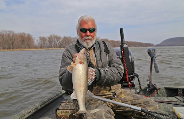River guide Dick Grzywinski has found Mississippi River walleye and sauger fishing excellent in this early spring as the fish move up to the Red Wing 