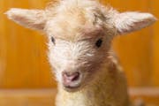 Animal babies born at the Minnesota Zoo’s farm this spring include 11 piglets, three lambs, two goat kids, and a number of chicks.