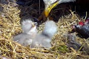 Shown in a still image from the live feed, Harry — the male parent in the EagleCam nest — fed its two chicks Wednesday. The two hatched last weeke