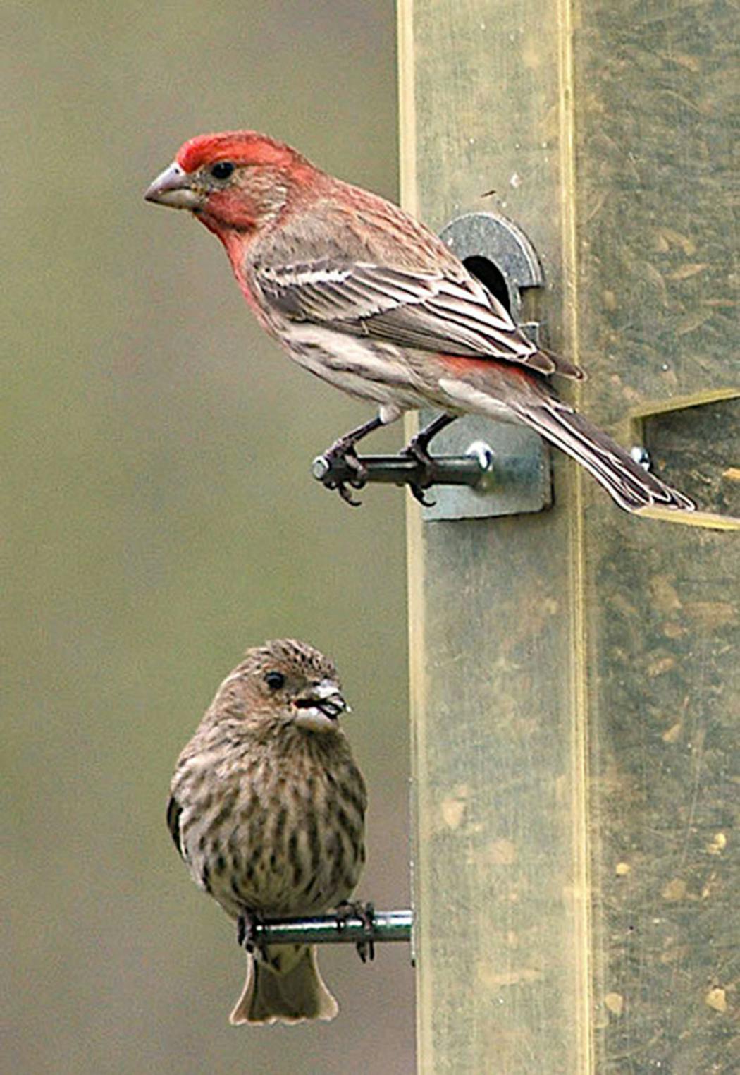 Male (right) and female house finches.