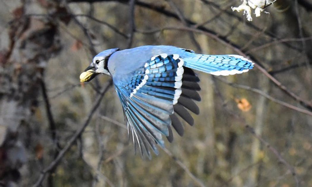 Blue jay with its prize.
