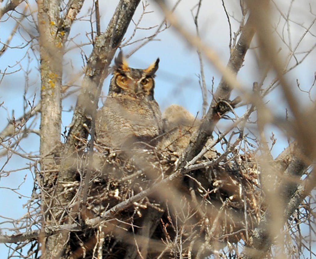 Great horned owls pose a threat to smaller owls.
