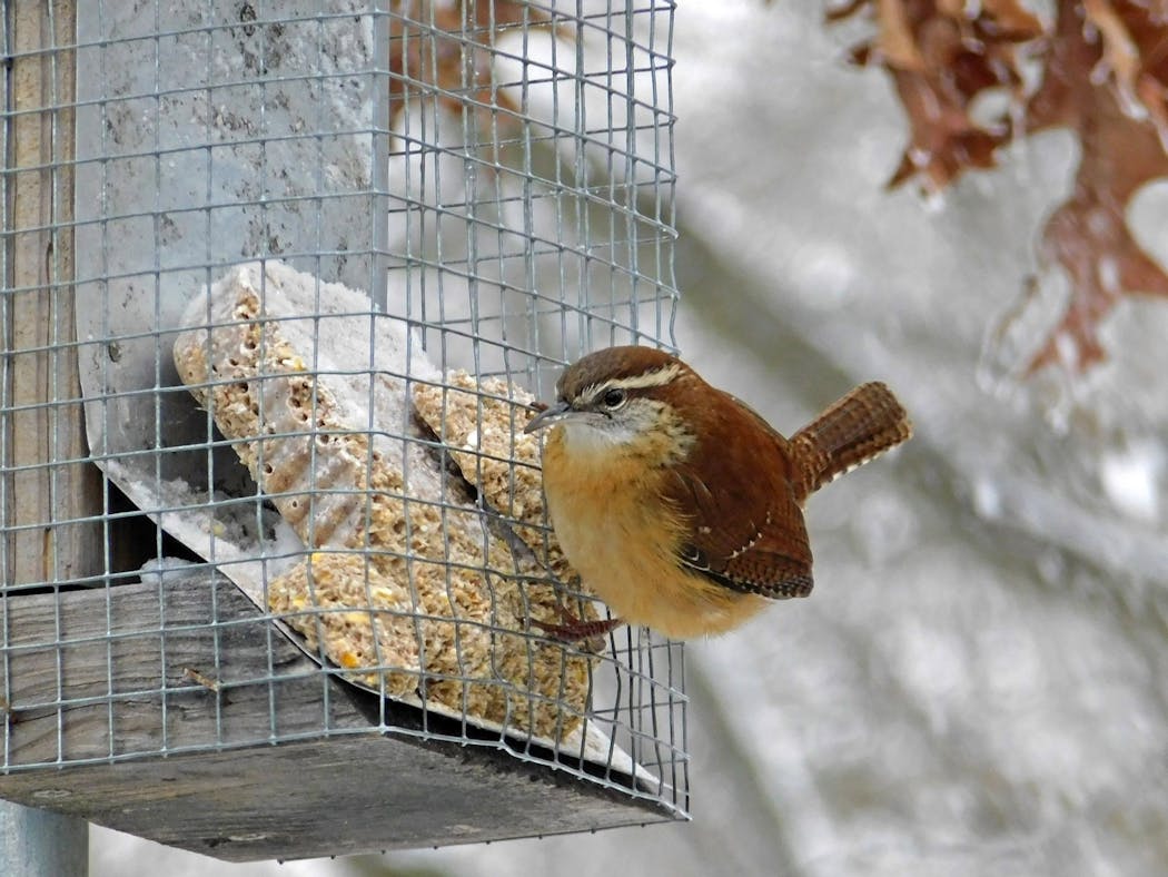 A Carolina wren tests itself against our winter.