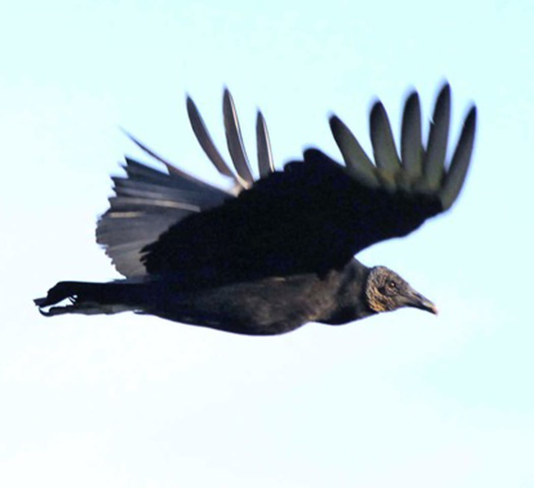 Black vultures are rare here.