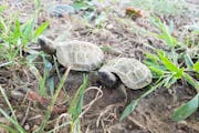 This photo provided by Tricia Markle, a wildlife conservation specialist at the Minnesota Zoo, shows young hatchling wood turtles.