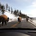 Dashboard views inside Yellowstone National Park may cost more this year. Rental car prices are on the rise due to low supply and high demand.