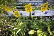 Bee friendly plants at the Friends School Plant sale at the State Fair Grandstand in Falcon Heights, Minn., on Thursday, May 5, 2016.  ] RENEE JONES S