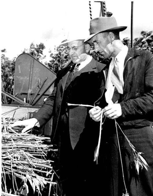 A state agriculture official, left, inspects the first hemp harvest in Mapleton, Minn in 1943 along with the manager of the Mapleton processing plant.