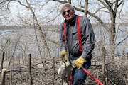 Jim Nicholas of Minneapolis is a familiar presence around Lake Harriet as he battles buckthorn, “the poster child for invasive species.”