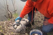 A private company hired by the city of Rochester and a group of volunteers roamed local parks this week searching for goose eggs to slather in corn oi