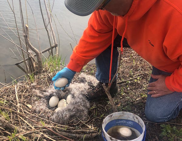 A private company hired by the city of Rochester and a group of volunteers roamed local parks this week searching for goose eggs to slather in corn oi