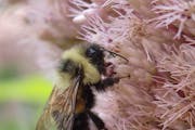 Urban lawns are key habitat for the rusty patched bumblebee, which has been spotted near the Twin Cities.
