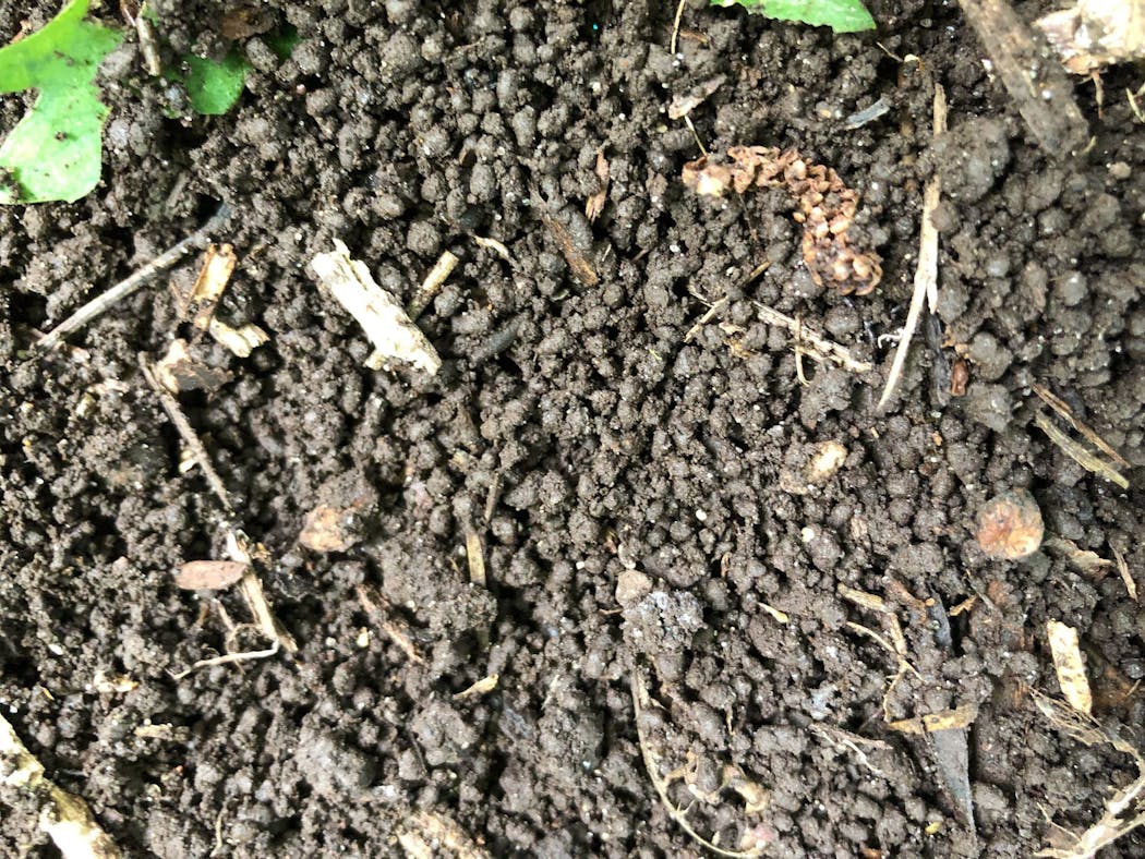Soil damaged by jumping worms.