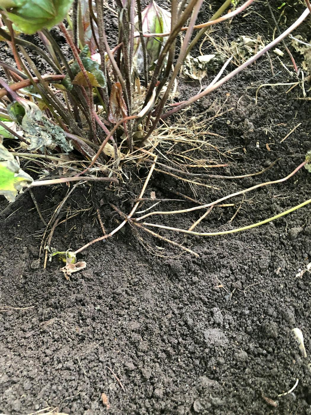 Exposed roots on a plant/soil damaged by jumping worms.