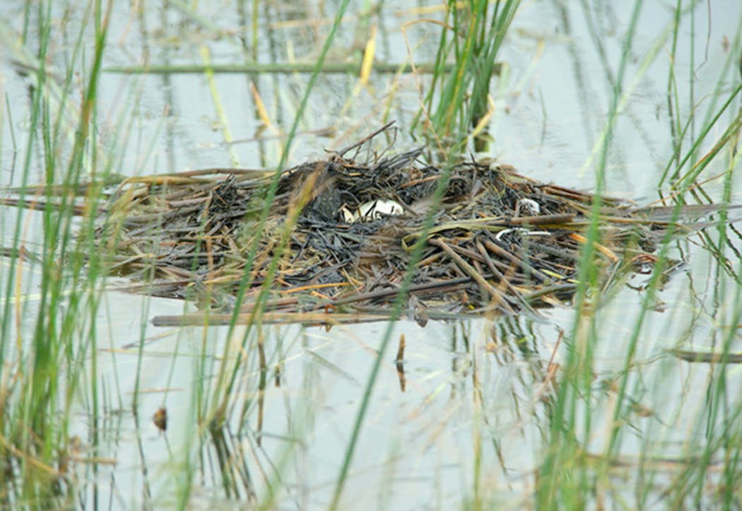 A grebe — horned or eared — used reeds to build this floating nest. The white eggs are visible when the bird leaves the nest, so it uses reeds to hide the eggs. 