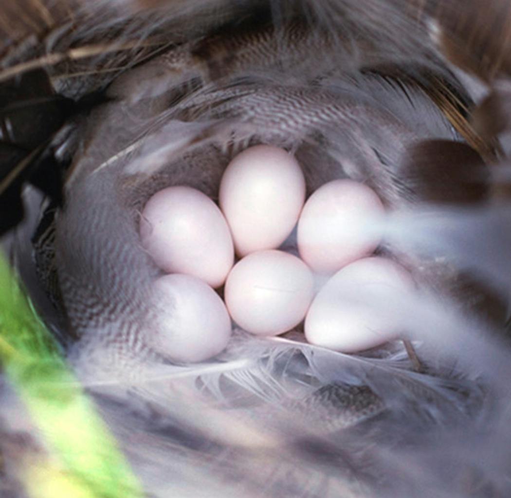 Tree swallows are cavity nesters, so their eggs can be unmarked. The chicken feathers identify the species. Feathers have been part of every tree swallow nest I've seen, even when chickens should be miles away. It is thought the feathers provide insulation.