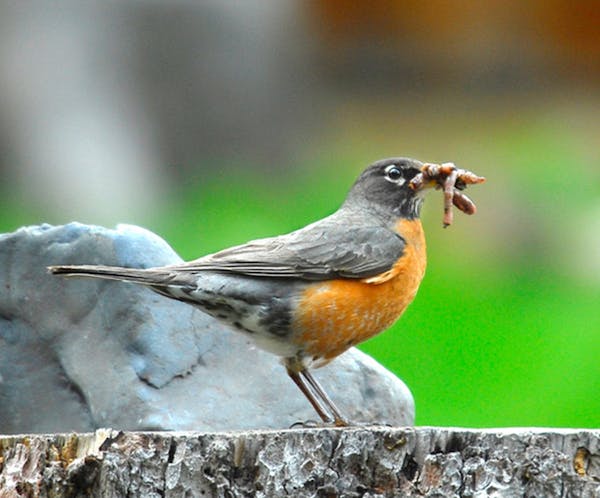 Both robin parents get nourishment to their young.