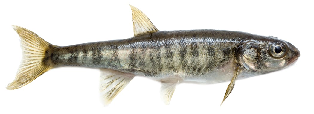 Minnow production makes Minnesota the first-class fishery it is.