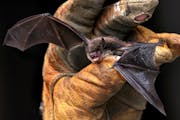 A little brown bat photographed Friday, Sept. 17, 2010 in La Crosse Wis.  (AP Photo/La Crosse Tribune, Peter Thomson)
