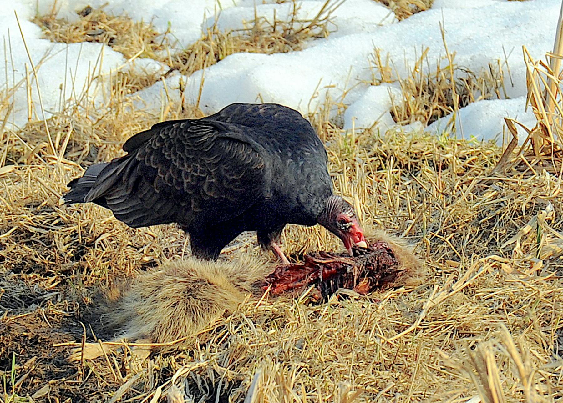 Turkey vulture's stomachs let them safely eat decayed things the rest of us shouldn't.