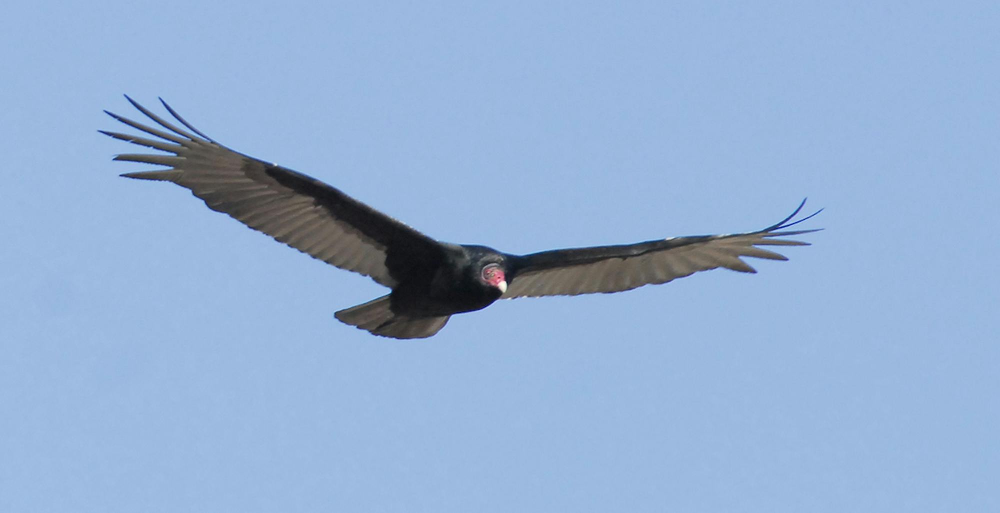Turkey vultures have a 6-foot wingspan. In flight they hold their wings in a V shape and rarely flap them, an easy way to identify them from the ground.