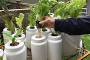 Edina author and Master Gardener Larry Cipolla is an advocate for integrating hydroponic gardening, pictured, with traditional gardening in soil. 