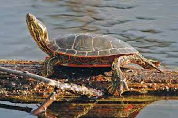 Painted turtle  Credit: Minnesota Department of Natural Resources