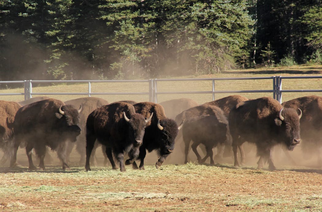 Bison enter a corral on the North Rim of Grand Canyon National Park.