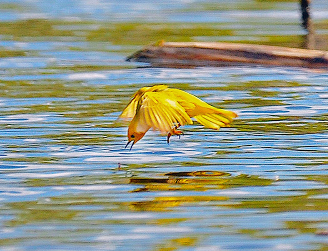 A yellow warbler swoops down for insects.