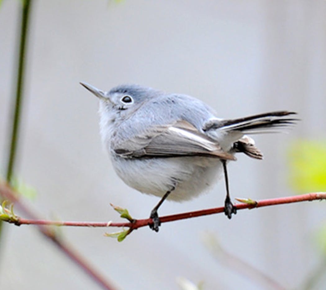 A blue-gray gnatcatcher.