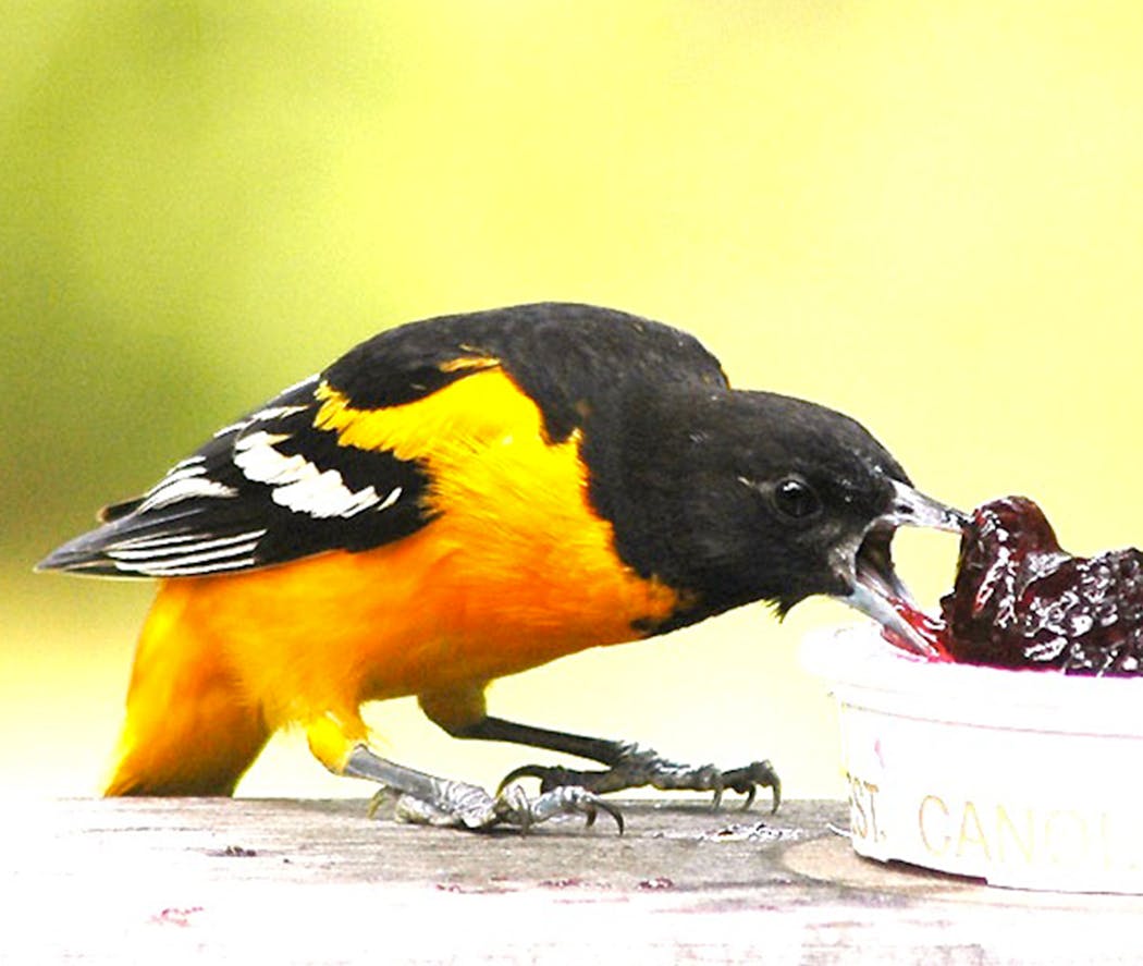 Baltimore orioles will visit feeders for grape jelly or orange pieces.