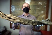 Jeremy Murray, Carver County Historical Society’s curator of collections, on Wednesday held an ancient piece of wood discovered by a Goodhue, Minn.,