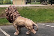 The 4-foot golden lion was moved from its spot at the Lions Park splash pad and vandalized last weekend.
