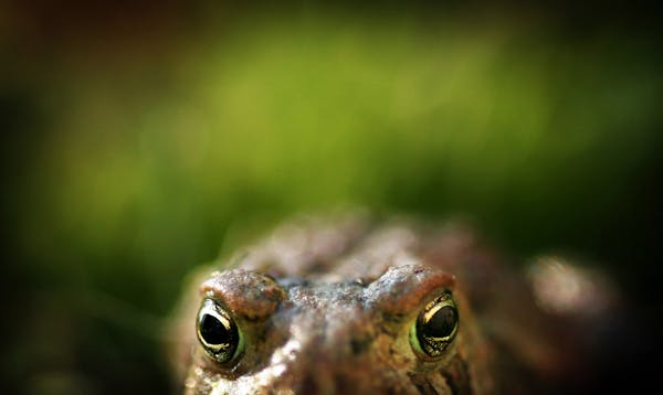 An American toad in a small spruce bog.