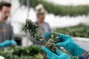 Workers harvested cannabis flowers at LeafLine Labs in Cottage Grove. Enrollees in the state’s medical marijuana program will be allowed to smoke ra