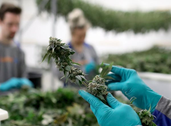 Workers harvested cannabis flowers at LeafLine Labs in Cottage Grove. Enrollees in the state’s medical marijuana program will be allowed to smoke ra