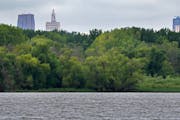 With downtown St. Paul barely visible, Pigs Eye Lake is the largest public green spaces in St. Paul you’ve probably never heard of or visited. A bac
