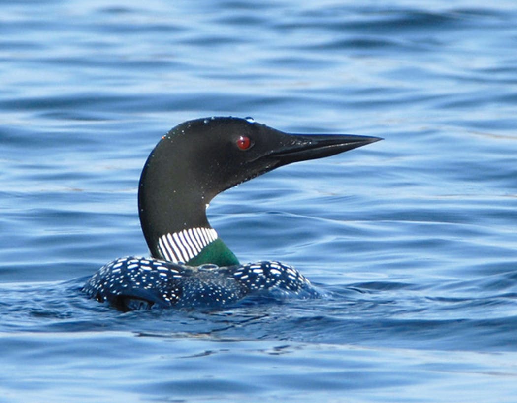 Minnesota has more common loons than any other state except Alaska, according to the Minnesota Department of Natural Resources.