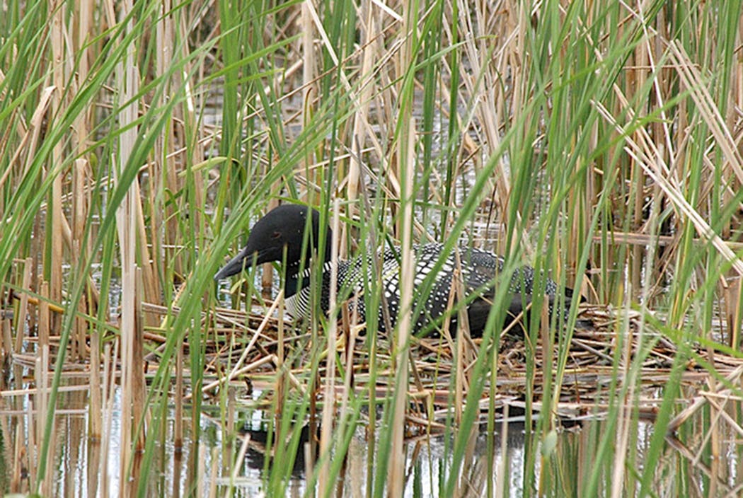 Loons nest in quiet hidden spots of lakeshore.