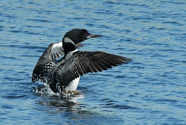 Think you know loons? New book does a deep dive on Minnesota's state bird