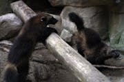 A pair of female wolverine kits, born from the only captive breeding pair of wolverines in the U.S. at the Minnesota Zoo, frolicked around their enclo