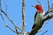An innovative effort to lure the rare red-headed woodpecker to nest in the Crow-Hassan Park Reserve is underway.