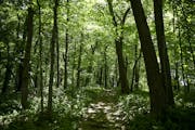 A trail in the “Big Woods” was photographed Friday. AARON LAVINSKY • aaron.lavinsky@startribune.com