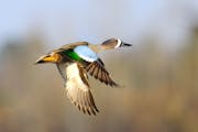 Blue-winged teal, hens as well as — shown here — drakes, will be legal fare along with cinnamon teal and green-winged teal during a new five-day S