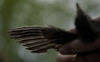 Avian ecologist and Georgetown University Ph.D. student Emily Williams holds a robin to examine its wings, Wednesday, April 28, 2021, in Cheverly, Md.