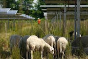 Grazing sheep help manage the pollinator-friendly vegetation at an Enel solar farm in Shafer.